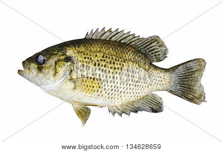 Rock Bass (Ambloplites Rupestris) isolated over a white background with a clipping path at original size