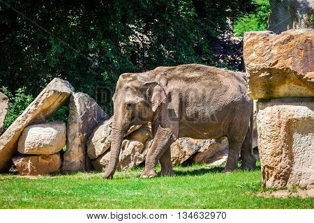 Young African elephant walking on the grass among the rocks. Elephantidae. Elephant in the wild.