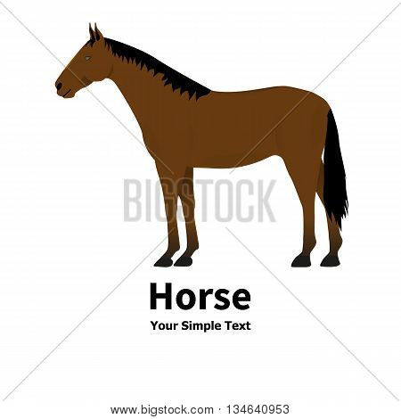 Vector illustration of a pet horse. On an isolated white background. Standing right horse. Horse side view profile.