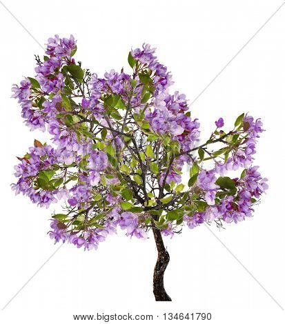 lilac blossoming apple tree isolated on white background