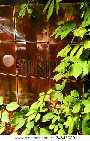 glass tile wall house facade with wild grape leafs