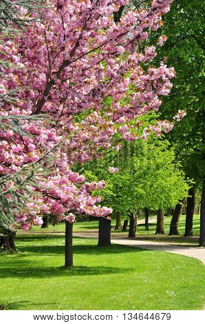 Poissy France - mai 2 2016 : the Meissonier park in spring