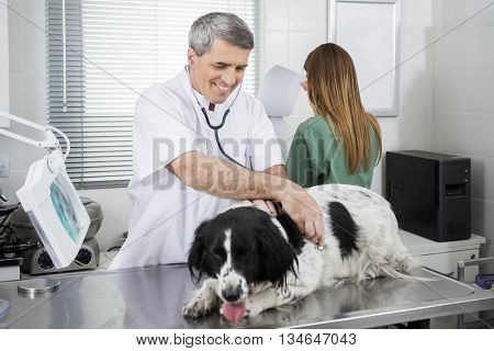 Doctor Examining Border Collie On Table