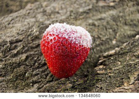 strawberries in powdered sugar on wooden background.