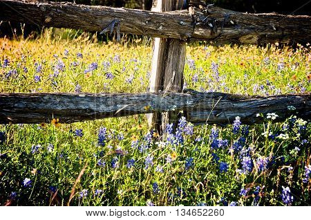 Wood fence out in the country in a field of flowers