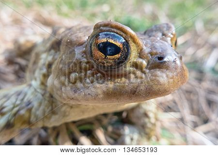 Common toad - Bufo Bufo - macro