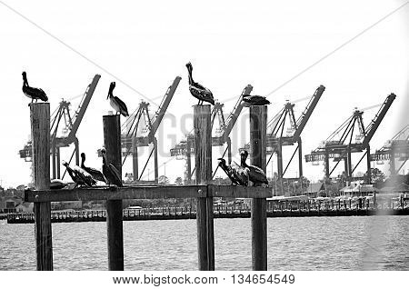 Texas pelicans sitting on a peer with cranes in the background