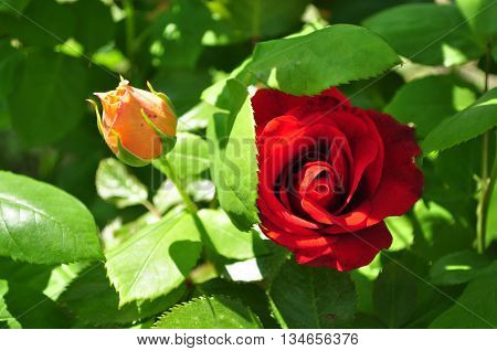 Beautiful orange and red rosebud with leafes