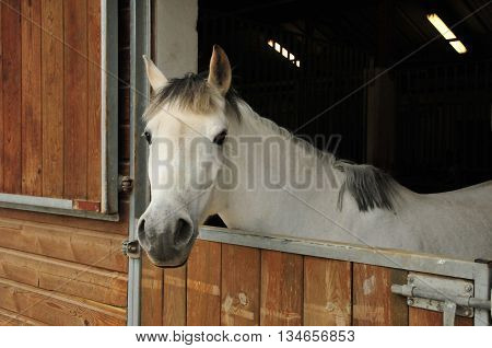 Verneuil sur Seine France - april 9 2016 : horse in a box in the equestrian centre