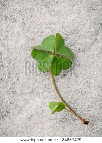 Closeup Clovers Leaves  On Stone Background. The Symbolic Of The Four Leaf Clover The First Is For F