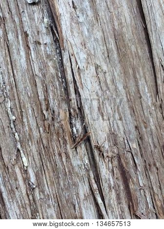 The texture of split wood log heavy grain