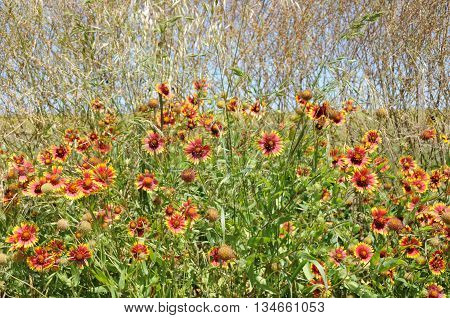 Wild flowers growing in a field with grass and weeds.