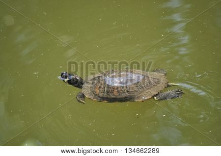 Jewelry turtle swimming on the clear water