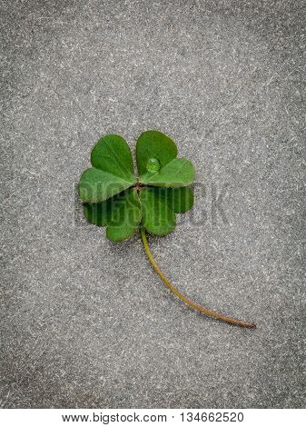 Clovers Leaves On Stone Background.the Symbolic Of Four Leaf Clover The First Is For Faith, The Seco