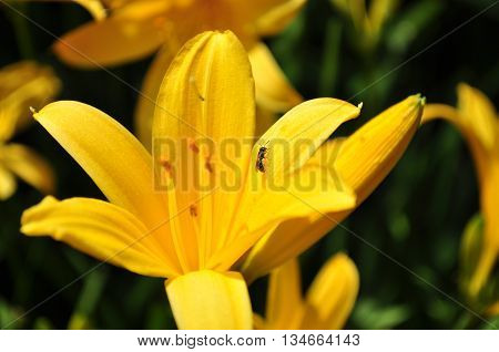 Yellow lily close-up with a little beetle