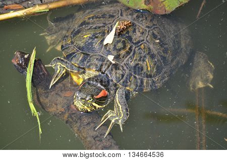 Jewelry turtle watching on the branch and take a resting