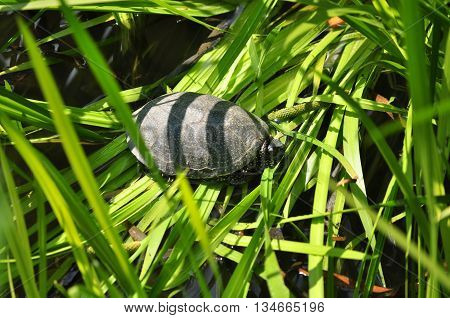 Turtle watching on the leaf and take a rest