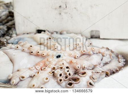 Fresh octopus and seafood at street fish market