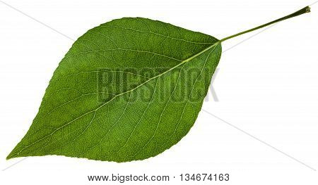 Green Leaf Of Populus Canadensis Poplar Isolated