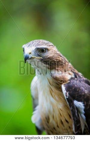 Red Tailed Hawk Close Up
