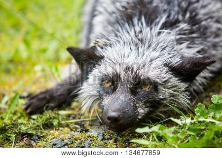 Silver Variety Of The Red Fox