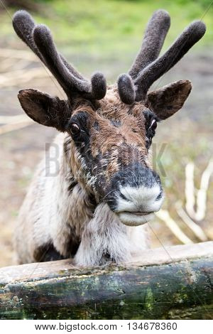 Domesticated Reindeer With Velvet On Antlers