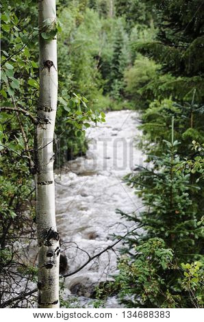 Colorado stream running down a mountain surrounded by birch trees.