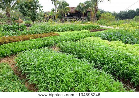 many kind of fresh vegetables in farm