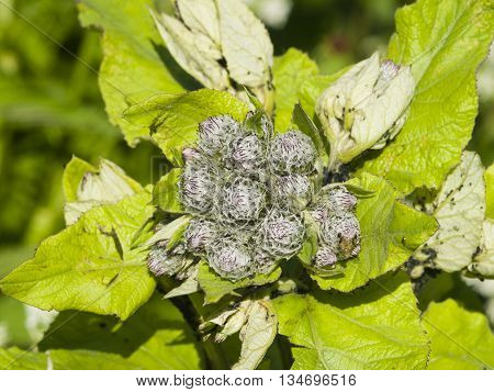 Buds on greater burdock arctium lappa macro selective focus