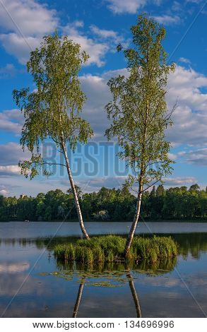 Summer landscape in the Palace of Gatchina park. TTwo birch trees are growing on a small island in the middle of the lake. Birch trees reflected in the water. Gatchina St. Petersburg Russia.