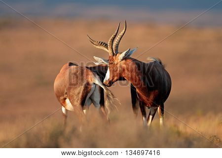 Blesbok antelopes (Damaliscus pygargus) standing in grassland, South Africa