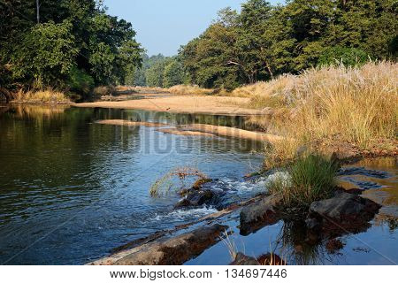 Landscape with a river and forest trees, Kanha National Park, India