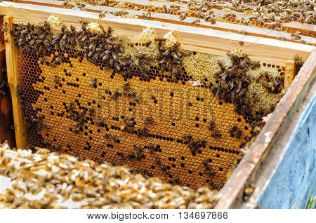 Bee brood in the hive apiary beekeeping