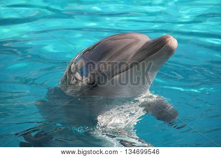 Beautiful dolphin in the water, posing in front of camera