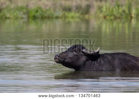 Asian buffalo (Bubalus arnee) in the water
