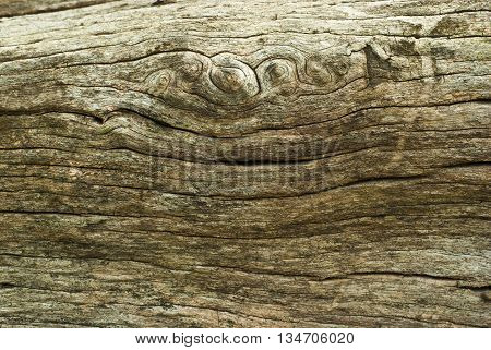 Close up to old stump see Texture of  wood