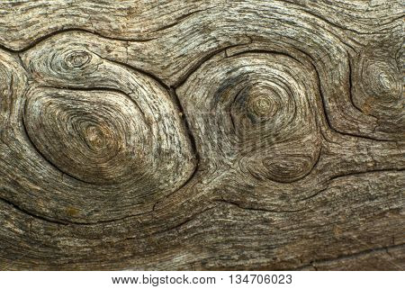 Close up to old stump see Texture of  wood