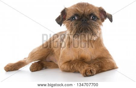 brussels griffon puppy portrait on white background