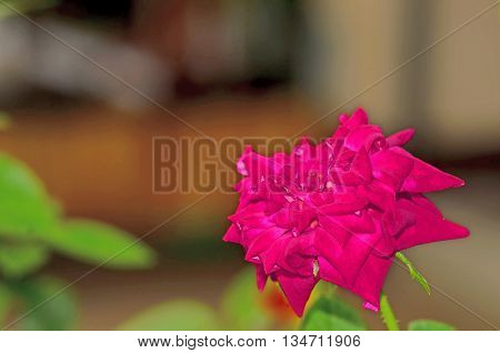 close up pink roses blooming in the garden