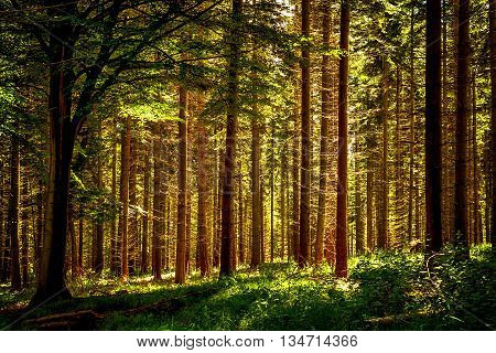 Sunlight breaking through a crowded forest and lighting up the shade