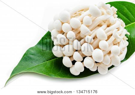 Fresh White Hon Shimeji or White Beech Mushroom in green leaf on white background.
