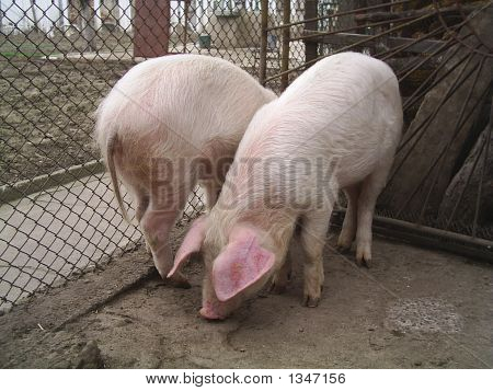 Twee varkens