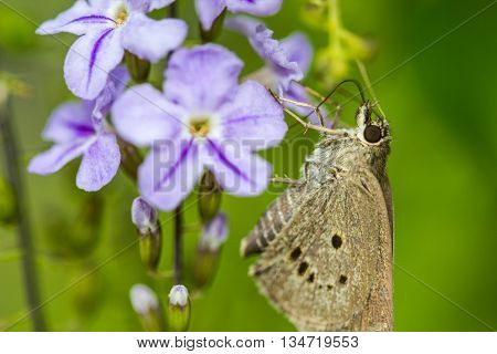 a borbo cinnara (Hesperiidae) Butterfly 0n flower