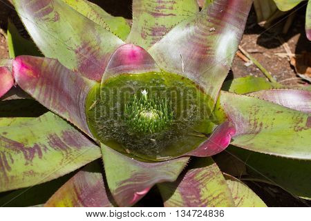 Close photo of Bromelia. Macro Bromeliaceae - green leaves with water
