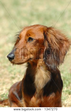 Dachshund สุนัขหัวแนวตั้ง