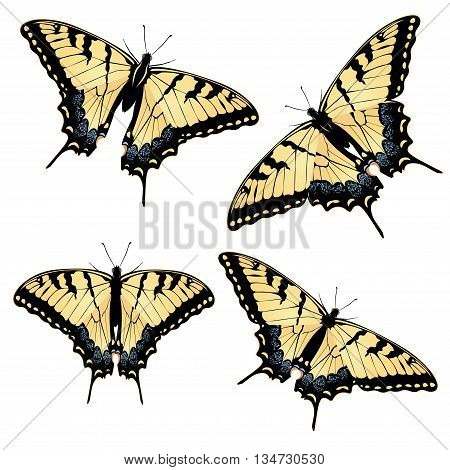 Tiger Swallowtail Butterfly