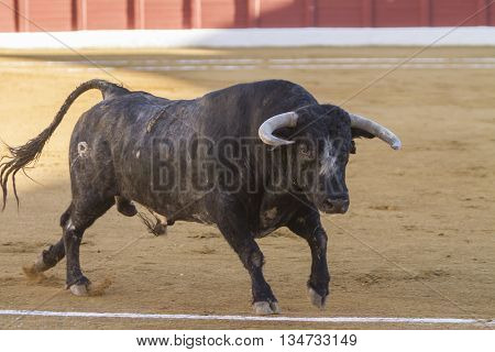 Andujar SPAIN - September 10 2010: Bull about 650 Kg in the sand Andujar Spain