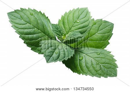 Fresh Peppermint Leaves (mentha Piperita)