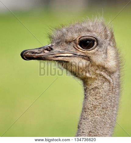 Close up of Ostrich with big eyes