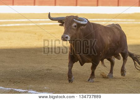 Andujar SPAIN - September 11 2010: Bull about 650 Kg in the sand Andujar Spain